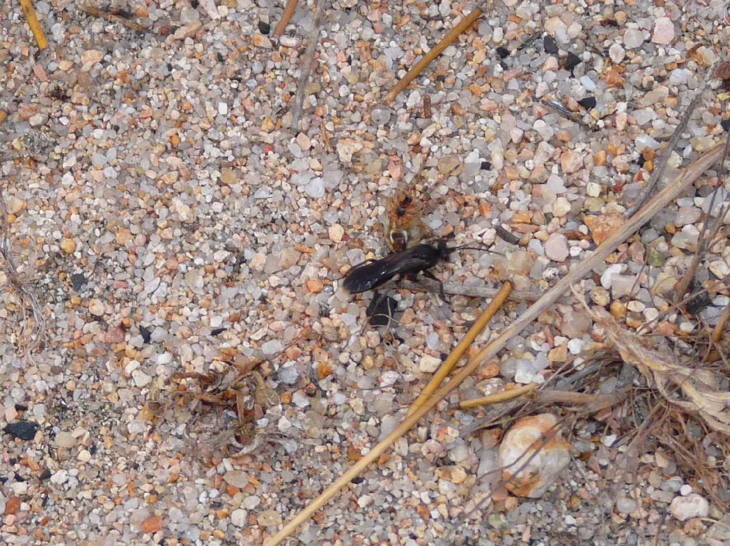 Pompilide con Larinioides sp.